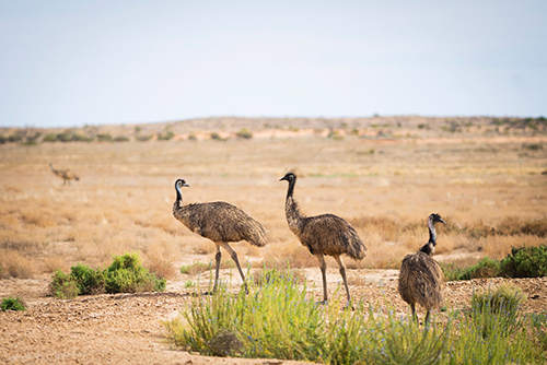 Image of three emus walking across desert